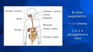 "Пищеварительная система", Окружающий мир 4 класс ч.1, с.18-21, Школа XXI век.