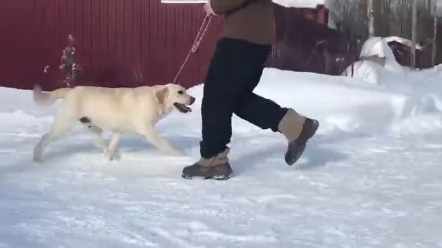 LeMan20 смотреть онлайн