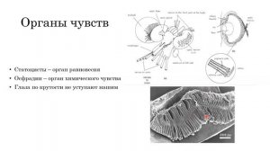 Моллюски // Открытый интенсив по олимпиадной биологии