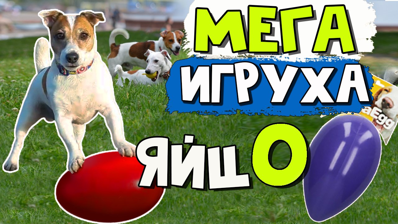 Крутое, весёлое и неуловимое Мега яйцо для собак MEGA EGG. Ваш барбос будет визжать от восторга