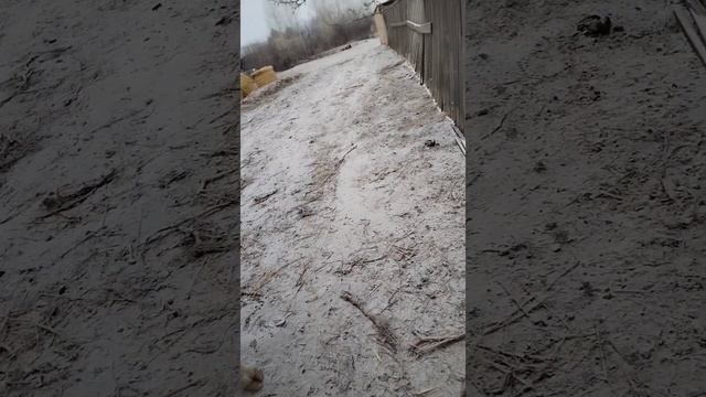 Забой баранов. Сколько весят баранчики. смотреть онлайн