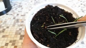 ДИХОНДРА СЕРЕБРИСТАЯ SILVER FALLS  Посев и всходы