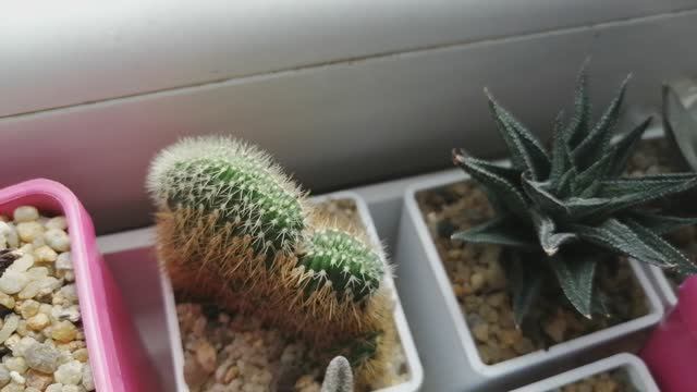 13.08.2024. Какие изменения произошли у моих суккулентов. Адромискус, эуфорбия, агава, хавортии смотреть онлайн