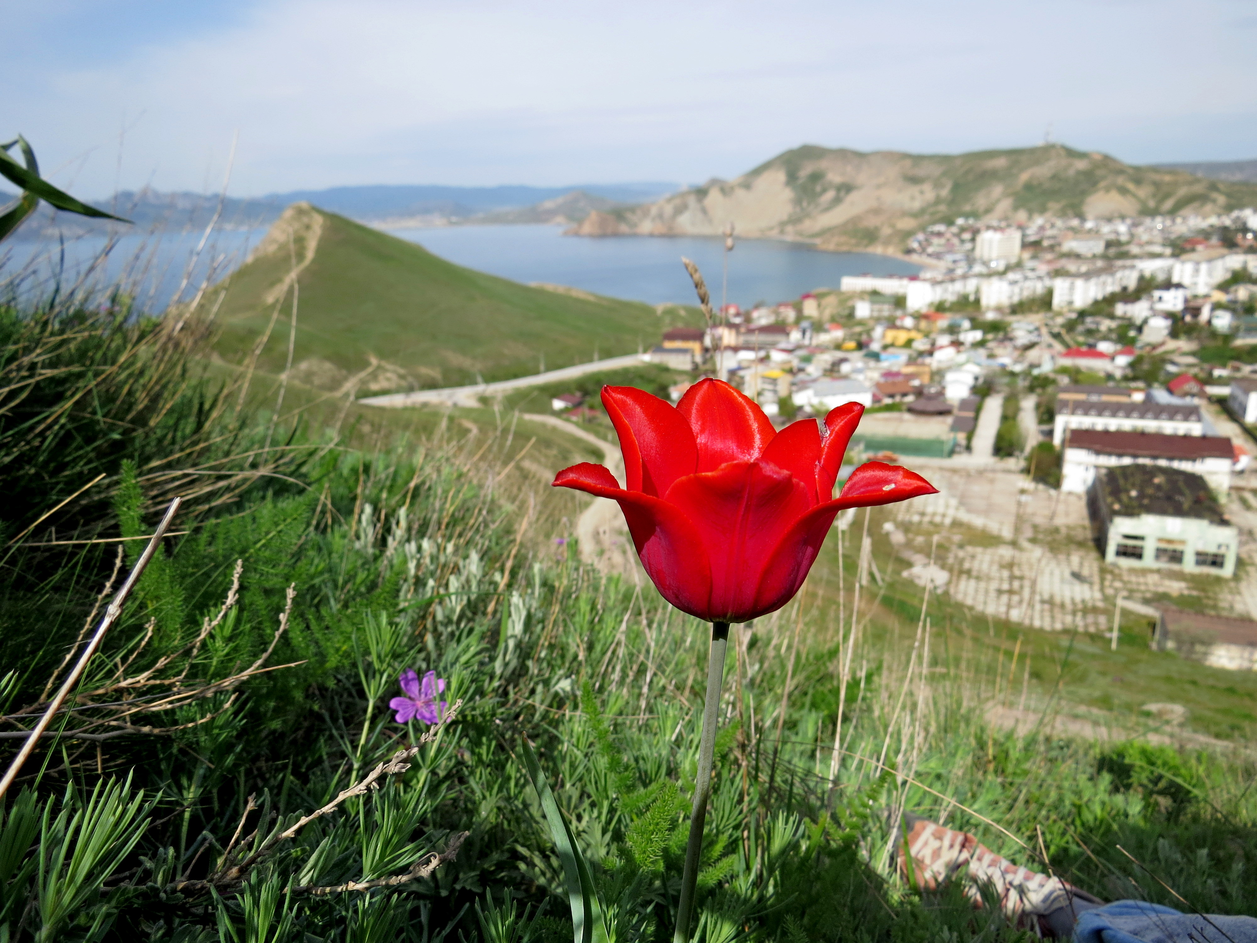 Дикие тюльпаны( тюльпан Шренка) и вид на Орджоникидзе. Крым.