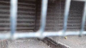 Утреннее кормление розелл.