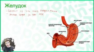 Тема №13: Пищеварение