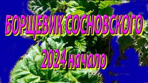 Борьба с борщевиком 2024 начало