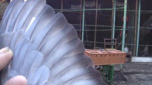 Вся технология тренировке спортивных голубят УРОК 1