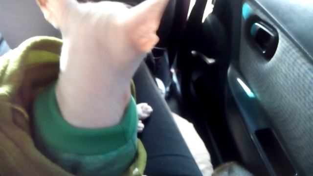 кошачий VLOG 1/2018. Изольде сделали прививку. Болят уши. жизнь счастливой кошки. смотреть онлайн