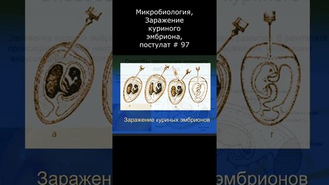 Микробиология, Заражение куриного эмбриона, постулат # 97