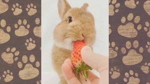 КОЗИНАКИ В ПОПКЕ! СМЕШНЫЕ КРОЛИКИ приколы с животными СМЕШНАЯ ОЗВУЧКА