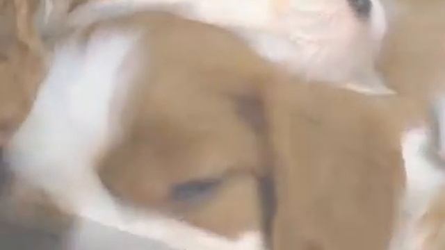 Маленькие породы собак КАВАЛЕР КИНГ ЧАРЛЬЗ СПАНИЕЛЬ смотреть онлайн