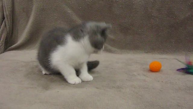 Британский котенок Embery Dollar 2013_10_02