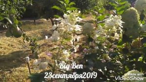 23сентября2019 Высокорослая Метельчатая Гортензия Big Ben ?✌️