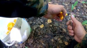 ГРИБНАЯ охота/MUSHROOM hunting.