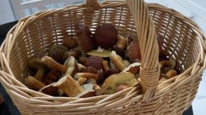 Лесные грибы со сметаной и луком ?.