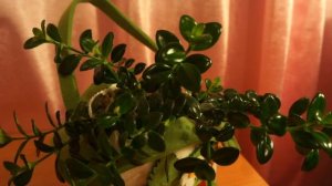 Нематантус спустя 3 месяца 20.09.16.