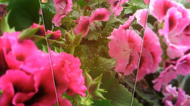 Очарование герани – многообразие просто поражает смотреть онлайн