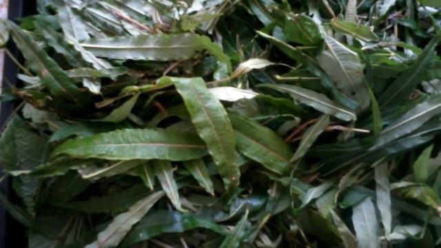 ТРАВЯНОЙ ЧАЙ. смотреть онлайн