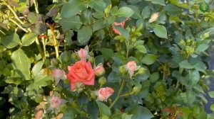 Роза Эльдорадо (спрей) Eldorado (spray) -  - взрывное цветение!. Питомник растений Е. Иващенко