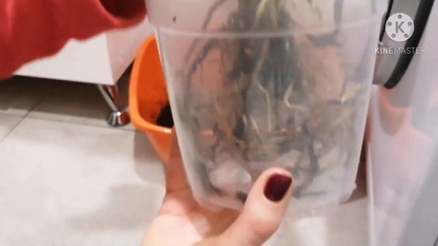 Спасаю антуриум с Авито. Показываю первые результаты. смотреть онлайн