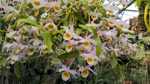 Dendrobium findlayanum 봉요석곡
