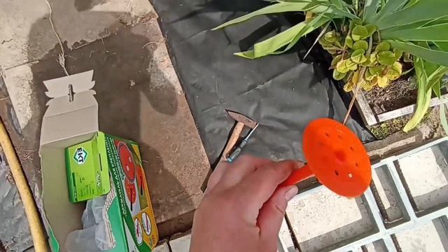 Посеяла грибы на участке Дорожка к гостевому домику? смотреть онлайн