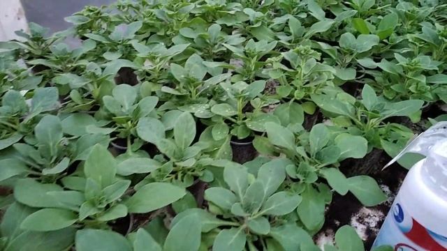 Как избавиться ОТ БЕЛОКРЫЛКИ на 100%? Самый ЭФФЕКТИВНЫЙ И БЕЗОПАСНЫЙ ИНСЕКТИЦИД! смотреть онлайн