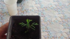 Размножение ТУИ семенами. Биота восточная.