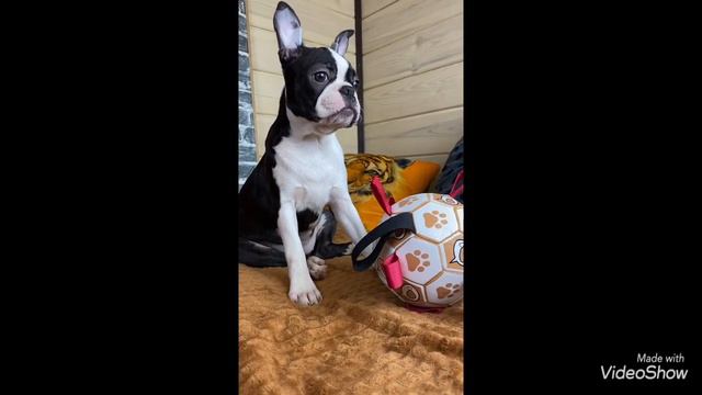 Московский Шарм Бостон Эллада собрала свои игрушки и маму ждёт #bostonterrier #бостонтерьер