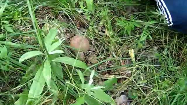 Собираем грибы. смотреть онлайн