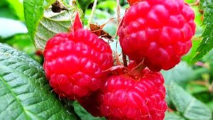 Бабушка думала что рядом собирает малину односельчанин, но это оказался медведь.