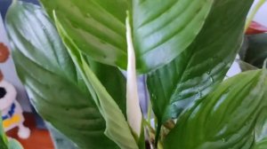 Антуриум и Спатифиллум групповая посадка спустя 4 месяца #антуриум #спатифиллум