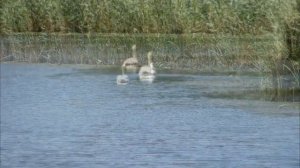 Zuevske reservoir lake - Зуевское водохранилище - country style