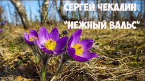 Нежный вальс Сергей Чекалин