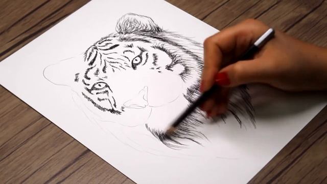 How to Draw a Tiger Head Step by Step | The Best Easy Tiger Drawing for Beginners смотреть онлайн