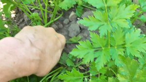 НАШ МАЛЕНЬКИЙ ОГОРОД В ИЮНЕ. ЧТО РАСТЕТ НА ОГОРОДЕ. ОБЗОР. УРОЖАЙ.