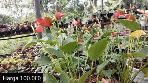 Anthurium Bunga Presiden Amigo Tanaman hias viral 2022