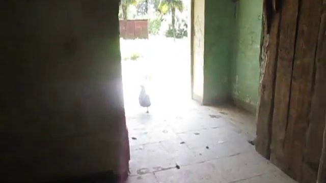 Санаторий "Геолог" в Цхалтубо смотреть онлайн