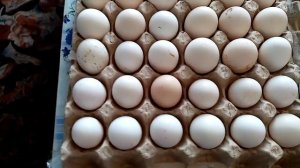 Пришла посылка от подписчицы!! Инкубационные яйца Пушкинской и Павловской породы кур!