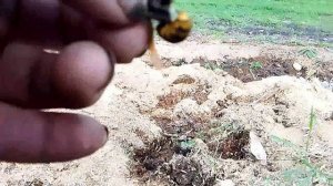 шершень враг садовода и виноградаря.