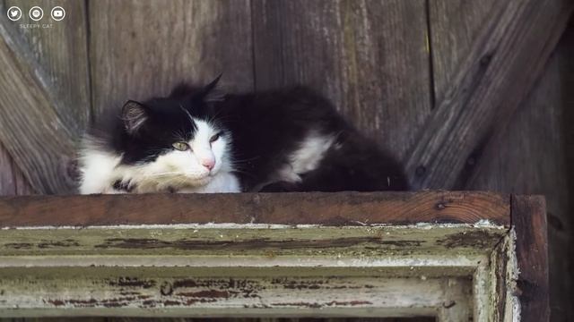 Happy Halloween! Enjoy the Spooky Atmosphere with Your Cats and Relaxing Sleep Music ?? смотреть онлайн