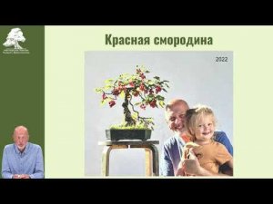Самая вкусная смородина #бонсай