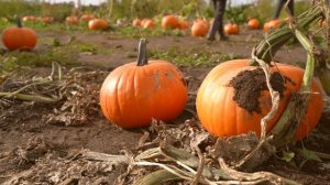 Cozy Autumn Day in English Countryside 🍂 Pumpkin Picking, Autumn Baking, Cozy Autumn Days in Englan