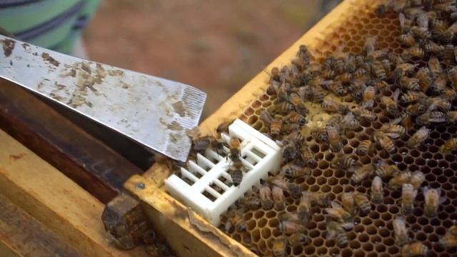 Пасека #62 Как сеют поздние матки ? Вывод маток к зиме. Пасека.Пчеловодство смотреть онлайн