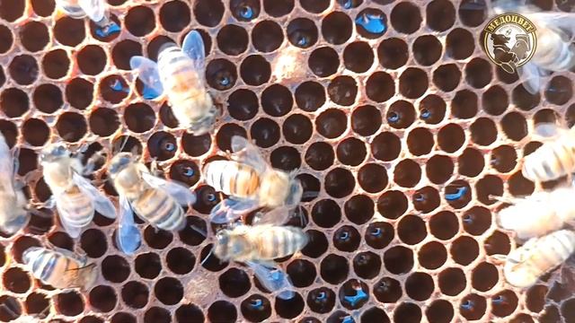 Купить плодные матки Buckfast Матки Бакфаст плодные в наличии смотреть онлайн