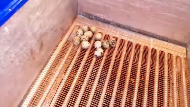 Готовимся инкубации перепелов.Чистим брудер смотреть онлайн