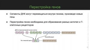 Регуляция экспрессии генов