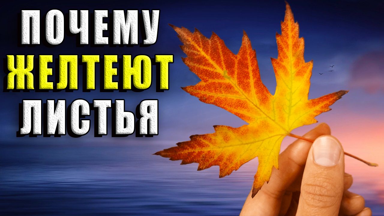 Почему желтеют листья?