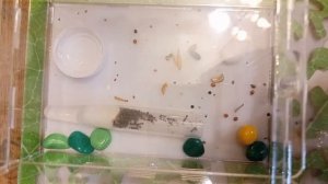 Как заселить муравьёв в формикарий